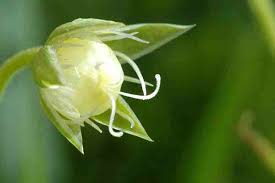Attēlu rezultāti vaicājumam “Stellaria holostea fruit”