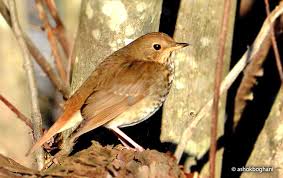 Image result for Catharus fuscescens