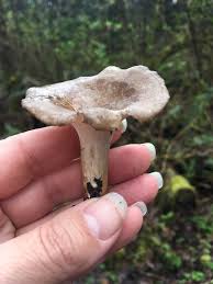 Attēlu rezultāti vaicājumam “Polyporus melanopus”