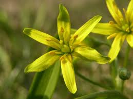 Attēlu rezultāti vaicājumam “Gagea lutea”