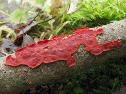 Attēlu rezultāti vaicājumam “Cytidia salicina”