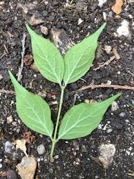 Attēlu rezultāti vaicājumam “Philadelphus coronarius leaf”
