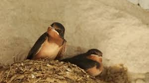 Attēlu rezultāti vaicājumam “Hirundo rustica nest”