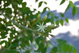 Attēlu rezultāti vaicājumam “Gymnocladus dioicus flower”
