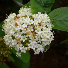 Attēlu rezultāti vaicājumam “Viburnum lantana  flower”