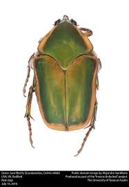 Attēlu rezultāti vaicājumam “Scarabaeidae”