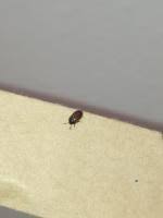 Attēlu rezultāti vaicājumam “Attagenus smirnovi”