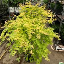 Image result for Acer palmatum `Orange Dream`