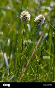Attēlu rezultāti vaicājumam “Trifolium montanum flower”