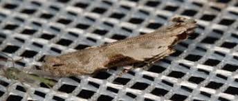 Attēlu rezultāti vaicājumam “Hypatima rhomboidella”