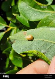 Attēlu rezultāti vaicājumam “Euura pedunculi”