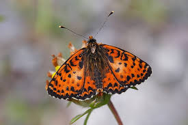 Attēlu rezultāti vaicājumam “Melitaea didyma”