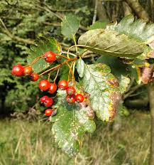 Attēlu rezultāti vaicājumam “Sorbus intermedia fruit”