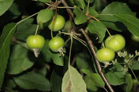 Attēlu rezultāti vaicājumam “Malus prunifolia fruit”