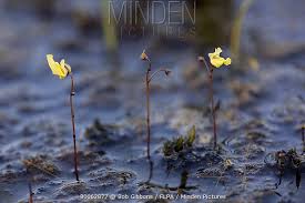 Attēlu rezultāti vaicājumam “Utricularia minor”