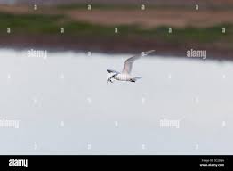 Attēlu rezultāti vaicājumam “Sterna sandvicensis adult”