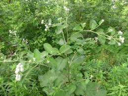 Attēlu rezultāti vaicājumam “Arctium tomentosum”
