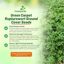 Attēlu rezultāti vaicājumam “Herniaria glabra leaf”