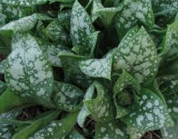 Attēlu rezultāti vaicājumam “Pulmonaria saccharata leaf”