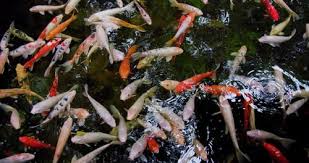 Image result for Cyprinus rubrofuscus