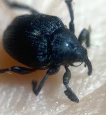 Attēlu rezultāti vaicājumam “Mononychus punctumalbum”