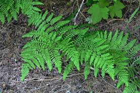 Attēlu rezultāti vaicājumam “Pteridium aquilinum”