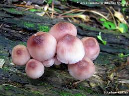Attēlu rezultāti vaicājumam “Mycena haematopus”