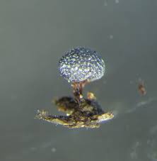 Attēlu rezultāti vaicājumam “Physarum leucophaeum spores”