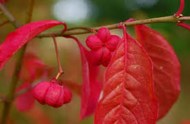 Attēlu rezultāti vaicājumam “Euonymus europaeus leaf”