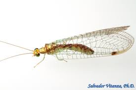 Attēlu rezultāti vaicājumam “Chrysopidae”