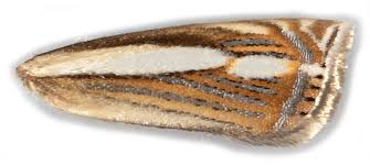 Attēlu rezultāti vaicājumam “Crambus silvella”