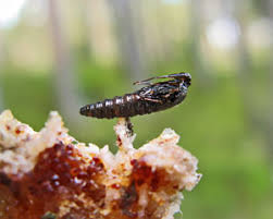 Attēlu rezultāti vaicājumam “Anacampsis blatariella”