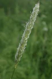 Attēlu rezultāti vaicājumam “Alopecurus pratensis”