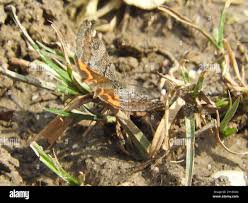 Attēlu rezultāti vaicājumam “Boudinotiana notha”