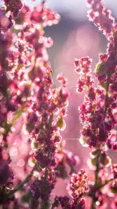 Attēlu rezultāti vaicājumam “Rumex thyrsiflorus”