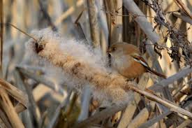 Attēlu rezultāti vaicājumam “Panurus biarmicus female”