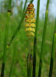 Attēlu rezultāti vaicājumam “Equisetum palustre”