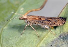 Attēlu rezultāti vaicājumam “Plutella xylostella”