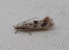 Attēlu rezultāti vaicājumam “Elachista maculicerusella”