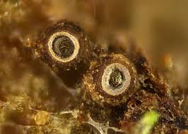 Attēlu rezultāti vaicājumam “Clastoderma debaryanum spores”