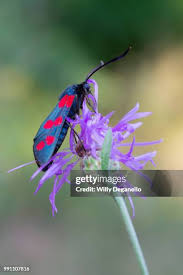 Attēlu rezultāti vaicājumam “Zygaena sp.”