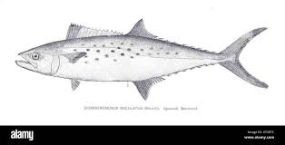 Image result for Scomberomorus maculatus