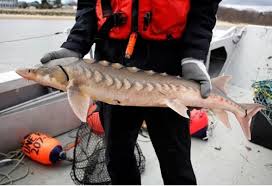 Image result for Huso brevirostrum