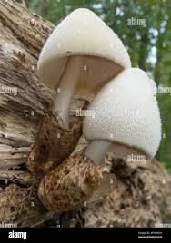 Attēlu rezultāti vaicājumam “Volvariella bombycina”