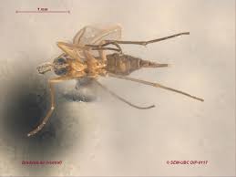 Attēlu rezultāti vaicājumam “Sciaridae”