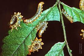 Attēlu rezultāti vaicājumam “Nematus salicis”