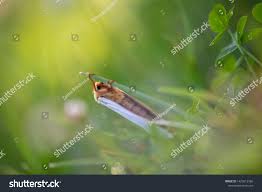 Attēlu rezultāti vaicājumam “Hepialus humuli male”