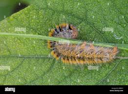 Attēlu rezultāti vaicājumam “Lasiocampa trifolii male”