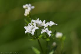 Attēlu rezultāti vaicājumam “Galium uliginosum”