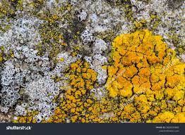 Attēlu rezultāti vaicājumam “Caloplaca saxicola”